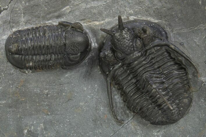 Cyphaspis Walteri With Gerastos Trilobite - Mrakib, Morocco #315944